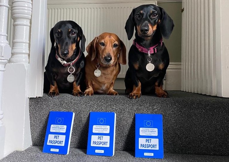 John Howe’s three well-travelled dachshunds 