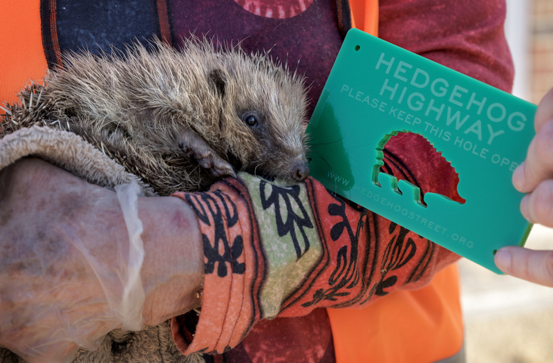 A rescued hedgehog