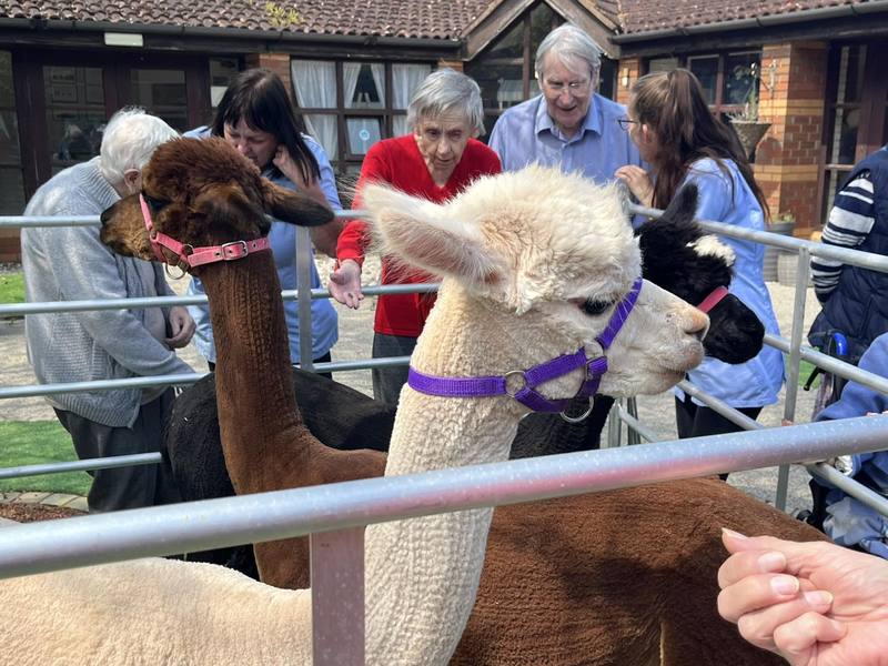 Residents enjoy the alpacas 