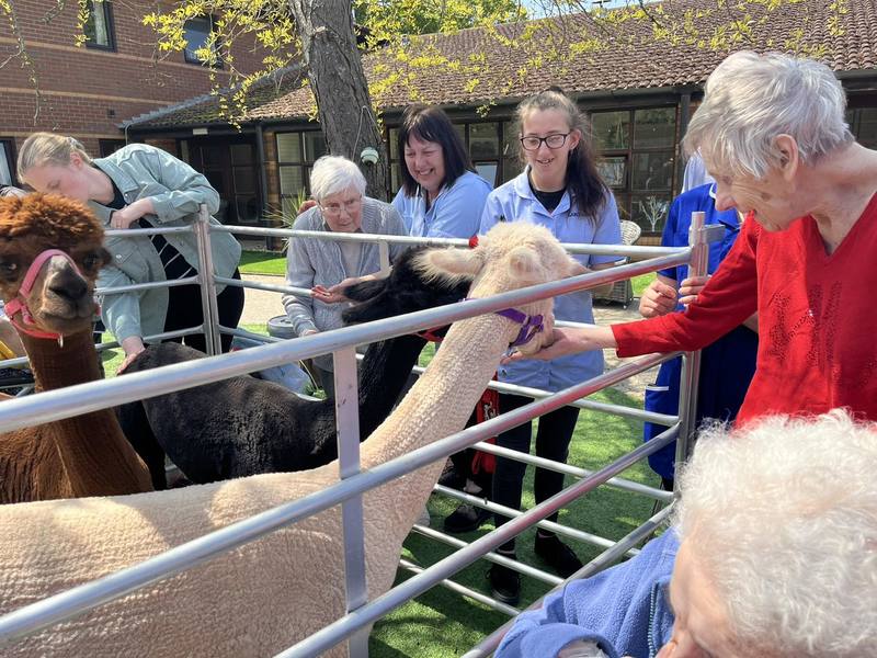 Residents enjoy the alpacas 