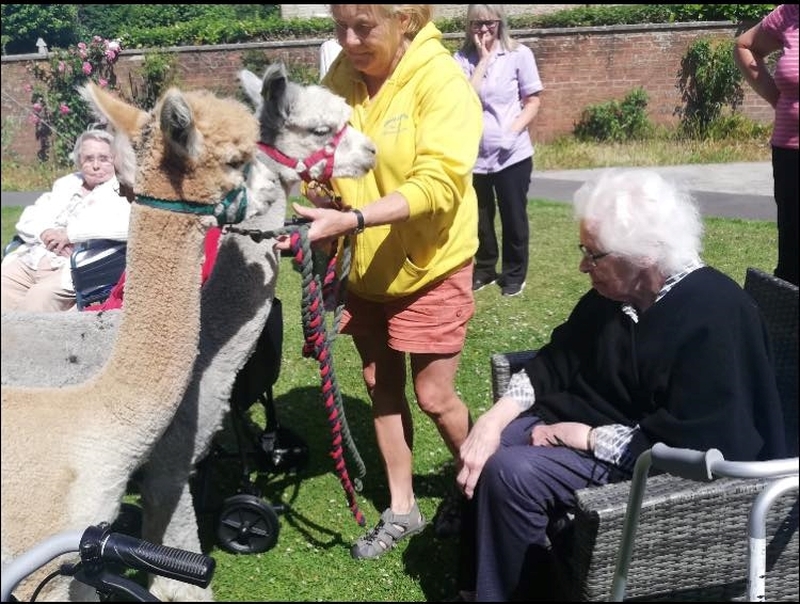 Wren House residents enjoying time with the alpacas
