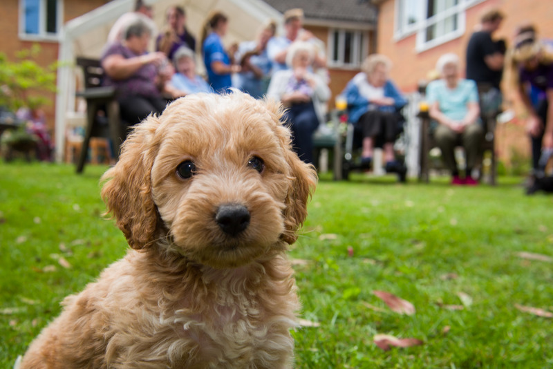 Residents enjoy Pimms and Puppies 