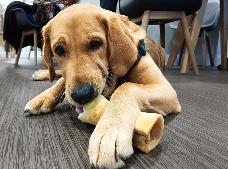 Trainee Guide Dog pup Ralph